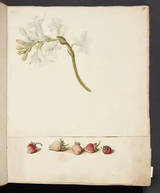 Studie af blomst og jordbær