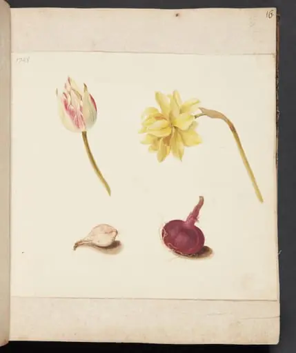 Studie af blomster og løg