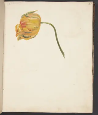Studie af gul tulipan