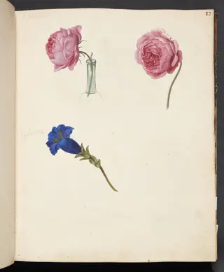 Studie af lyserød rose og blå blomst