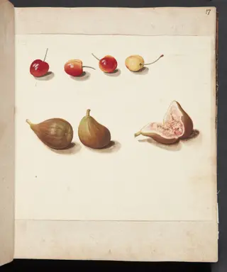 Studie af moreller og figner