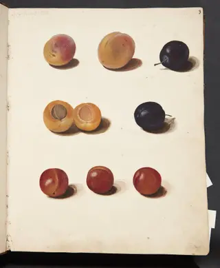 Studier af blommer