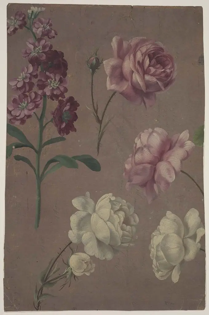 Studies of Roses and other Flowers