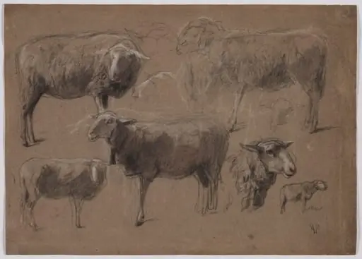 Studies of Sheep