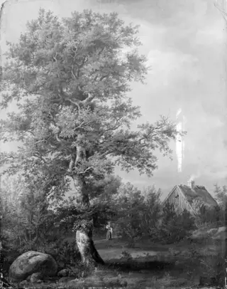 Study of a Beech at Engelholm in Zealand