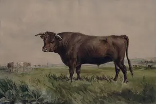 Study of a bull in a landscape