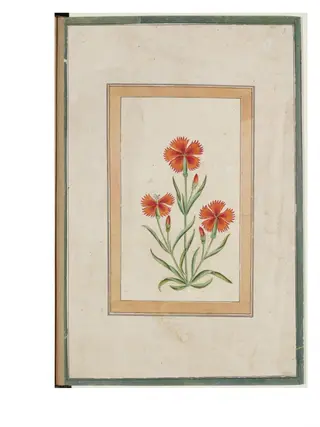 study of a carnation plant