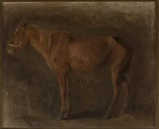 Study of a horse