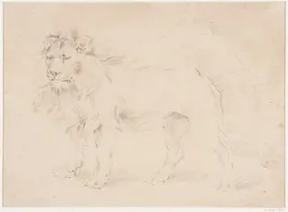 Study of a lion