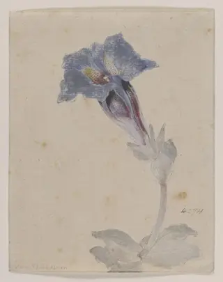 Study of a Marsh Gentian (<i>Gentiana pneumonanthe</i>)