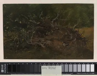 Study of a Tree Stump