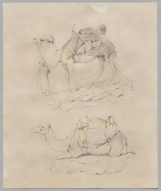 Study of Camels