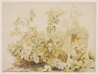 Study of Common Hogweed (<i>Heracleum sphondylium</i>)