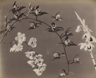 Study of Orchids