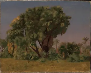 Study of Palm Trees