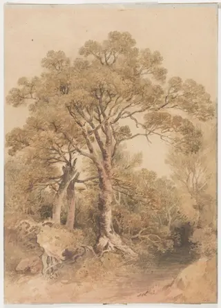 Study of trees