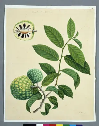 Sugar Apples