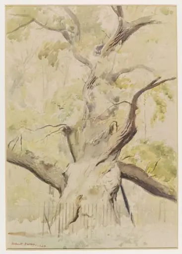 Lassington Oak