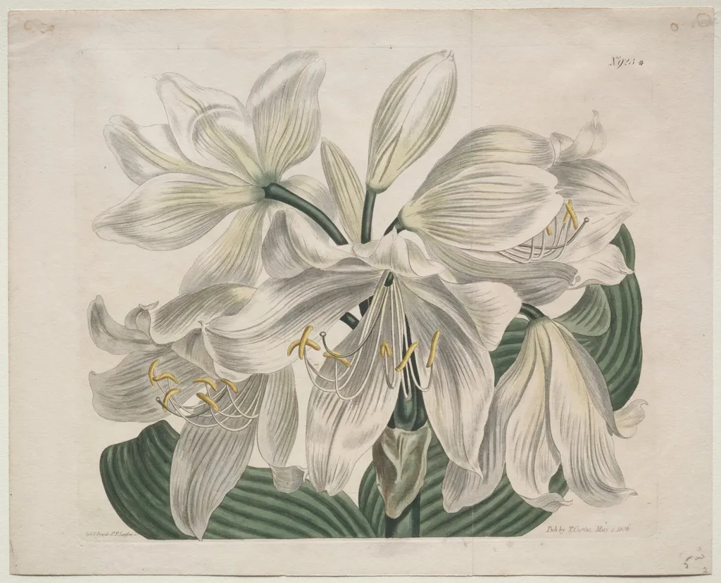 The Botanical Magazine or Flower Garden Displayed: White Cape - Coast Lily, by Sydenham Edwards, 1806