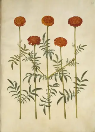 Tagetes patula (udspærret fløjlsblomst), 1654