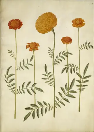 Tagetes patula (udspærret fløjlsblomst); Tagetes erecta (opret fløjlsblomst)