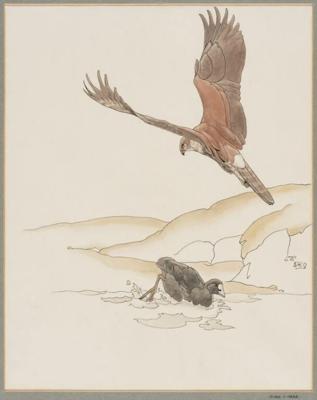 Montagu's Harrier and Boot, by Talbot Kelly, watercolor
