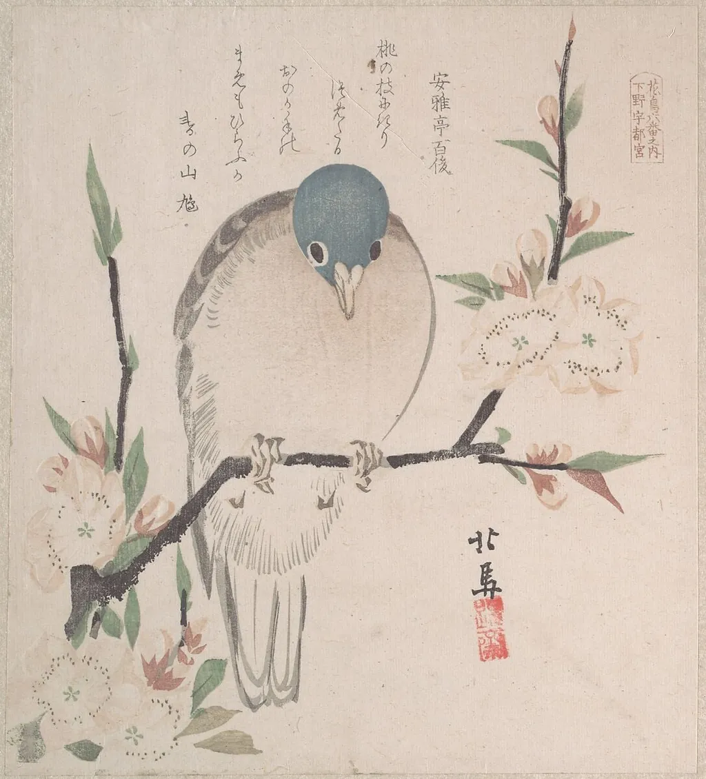 摺物帖 『春雨集』 『花鳥六番之内 下野宇都宮』 桃に山鳩|Spring Rain Collection (Harusame shū), vol. 3: Mountain Dove and Peach Flowers, by Teisai Hokuba, ink, 1820