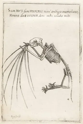 Skeleton of a Bat, by Teodoro Filippo di Liagno