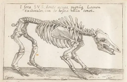 Skeleton of a Boar, by Teodoro Filippo di Liagno