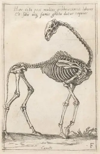 Skeleton of a Camel, by Teodoro Filippo di Liagno