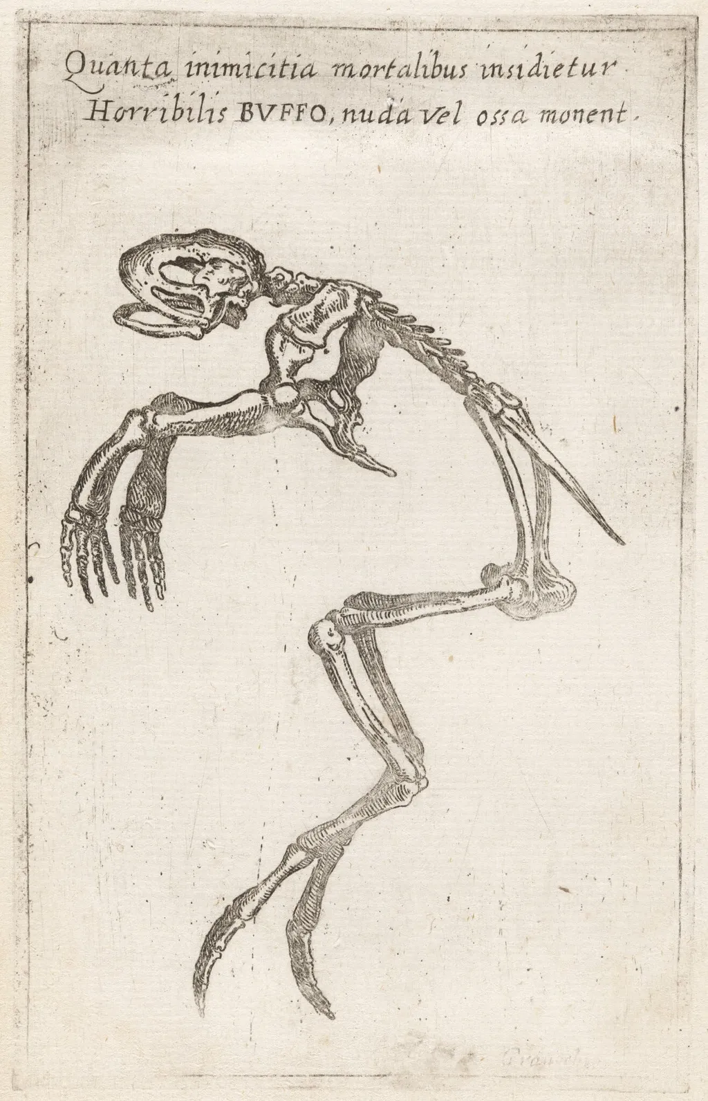 Skeleton of a Frog, by Teodoro Filippo di Liagno, ink, 1620