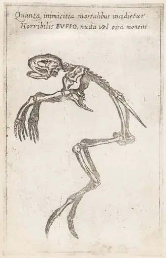 Skeleton of a Frog, by Teodoro Filippo di Liagno