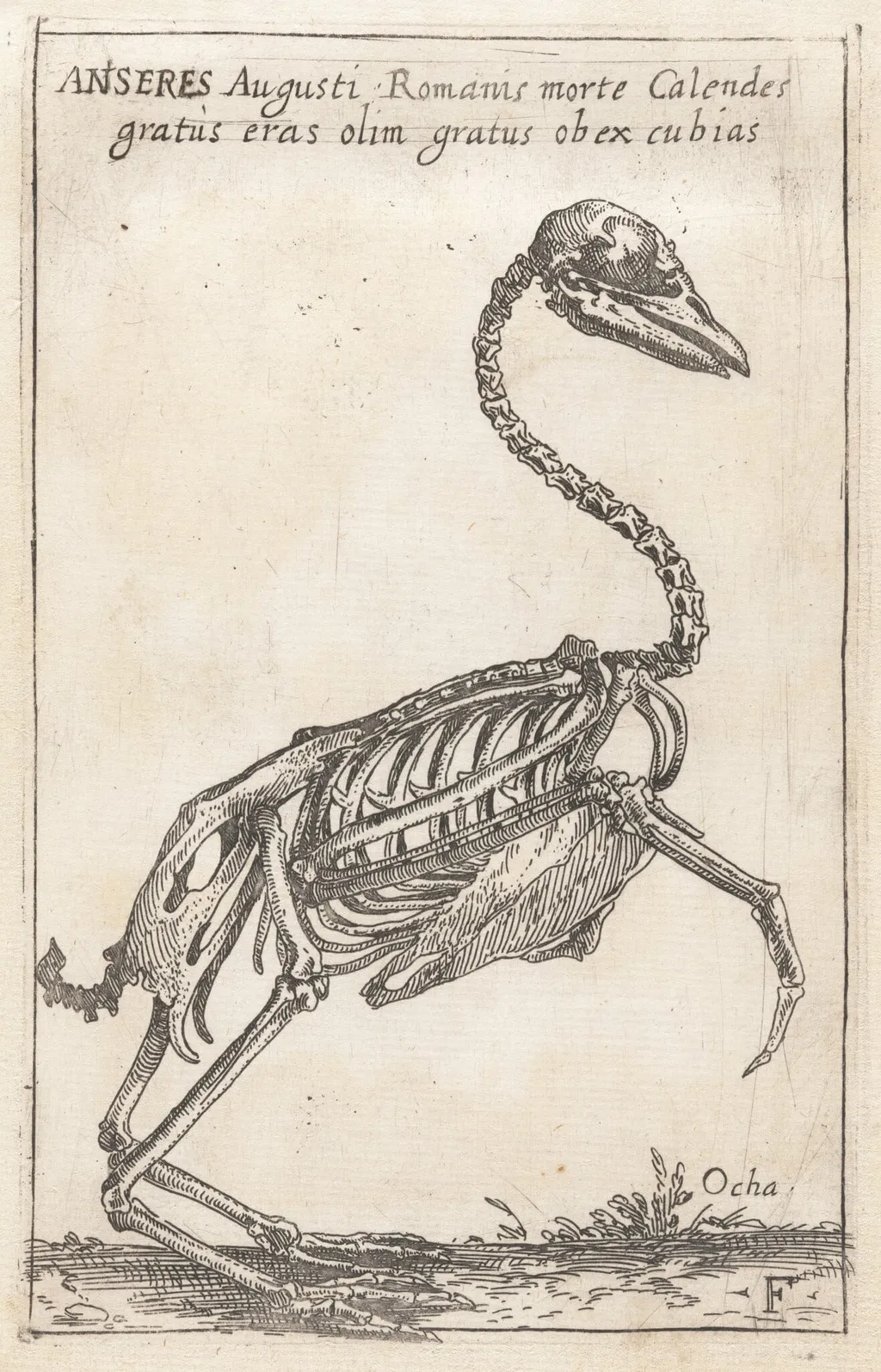 Skeleton of a Goose, by Teodoro Filippo di Liagno, ink, 1620