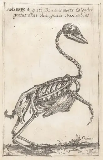 Skeleton of a Goose, by Teodoro Filippo di Liagno