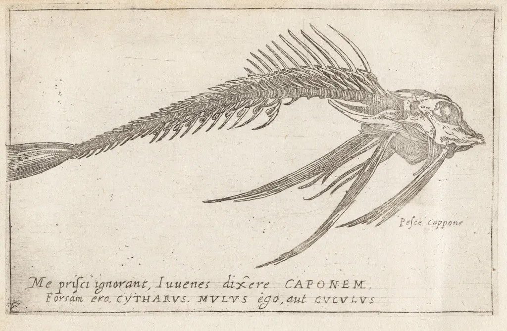 Skeleton of a Gurnard, by Teodoro Filippo di Liagno, ink, 1620