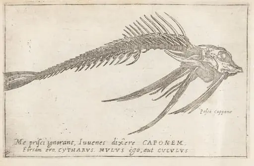 Skeleton of a Gurnard, by Teodoro Filippo di Liagno