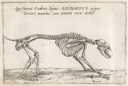 Skeleton of a Hedgehog, by Teodoro Filippo di Liagno