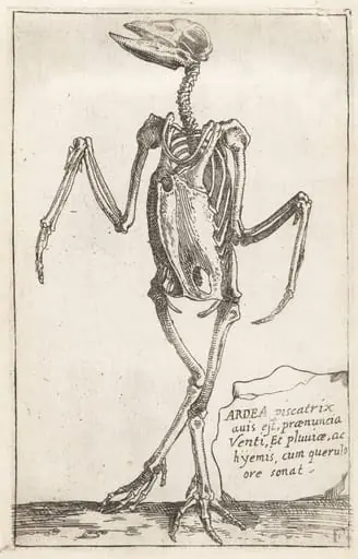 Skeleton of a Heron, by Teodoro Filippo di Liagno