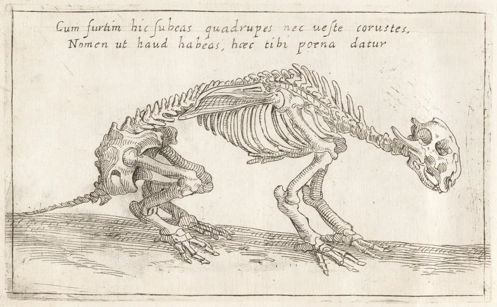 Skeleton of a Quadruped, by Teodoro Filippo di Liagno, ink, 1620