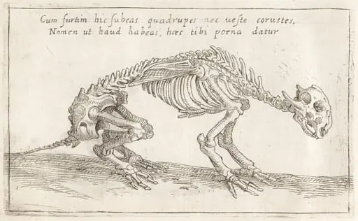 Skeleton of a Quadruped, by Teodoro Filippo di Liagno