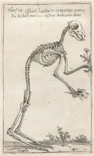 Skeleton of a Rabbit, by Teodoro Filippo di Liagno