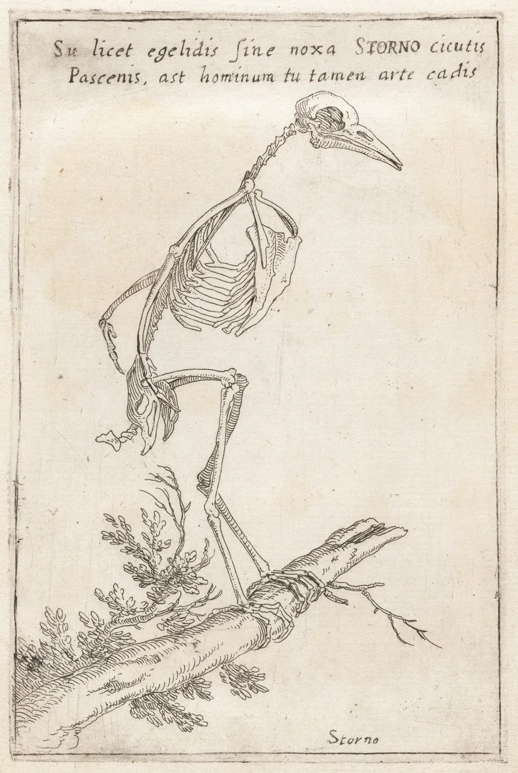 Skeleton of a Starling, by Teodoro Filippo di Liagno, ink, 1620