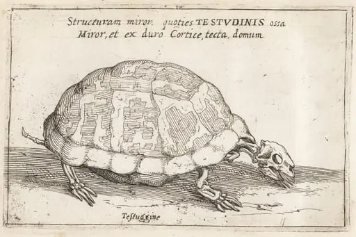 Skeleton of a Tortoise, by Teodoro Filippo di Liagno