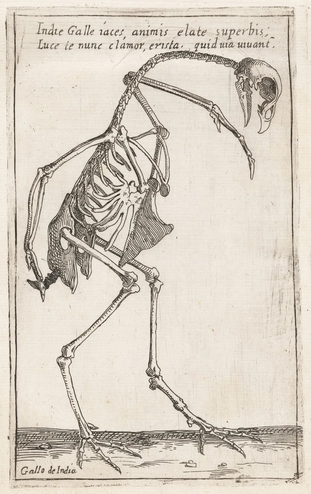 Skeleton of a Turkey, by Teodoro Filippo di Liagno, ink, 1620