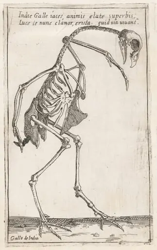 Skeleton of a Turkey, by Teodoro Filippo di Liagno