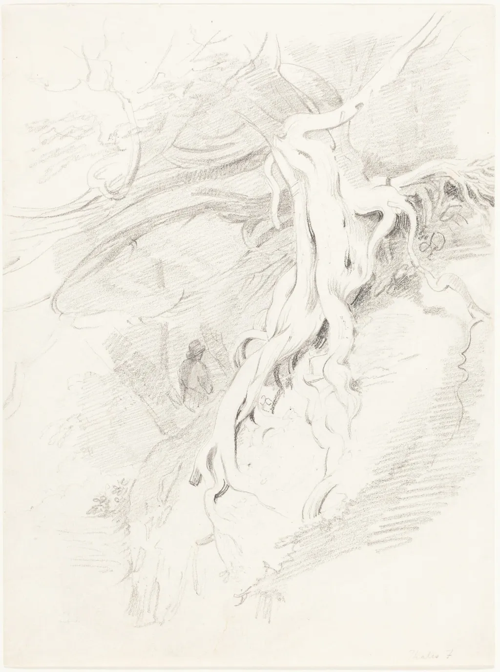 The Yew at Clifton, by Thales Fielding, graphite, 1815