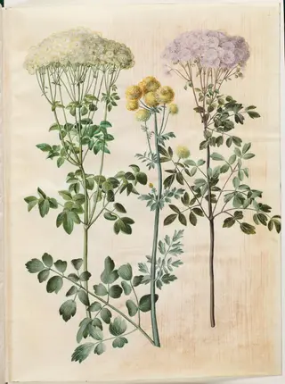 Thalictrum aquilegiifolium (akeleje-frøstjerne); Thalictrum flavum (gul frøstjerne)