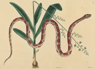The Corn Snake (Coluber fulvius?), by Mark Catesby