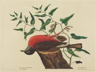 The Fieldfare of Carolina (Turdus migratorius), by Mark Catesby