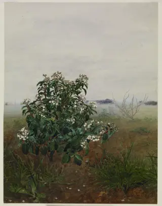 The Flowering Shrub